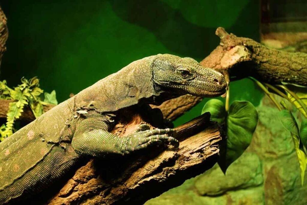 Unique Features of the Frilled Dragon