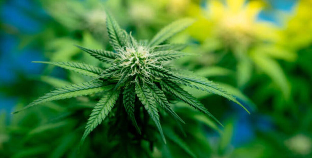white cherry runtz strain 3