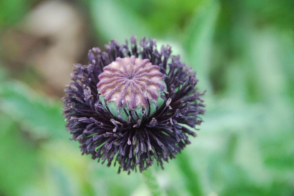 wholesale poppy pods